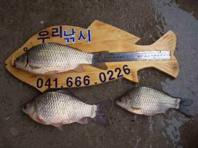 서태안 저수지 수로권 조황 붕어 구경하세요 (조황조행기 - 낚시점조황)