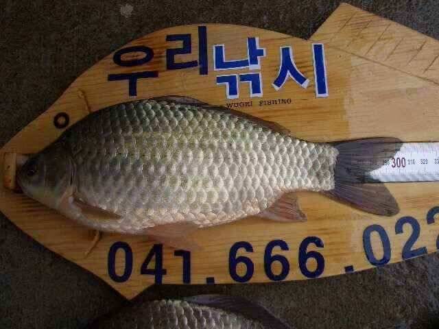 서태안 저수지 수로권 조황 붕어 구경하세요 (조황조행기 - 낚시점조황)