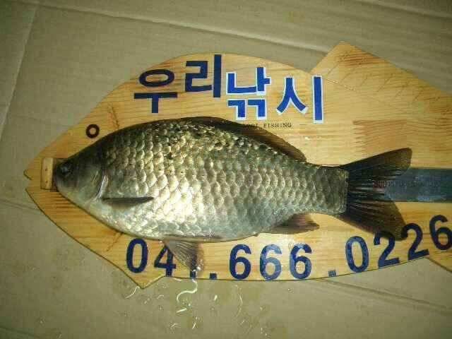 서태안 저수지 수로권 조황 붕어 구경하세요 (조황조행기 - 낚시점조황)