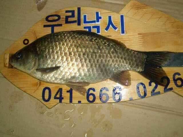 서태안 저수지 수로권 조황 붕어 구경하세요 (조황조행기 - 낚시점조황)