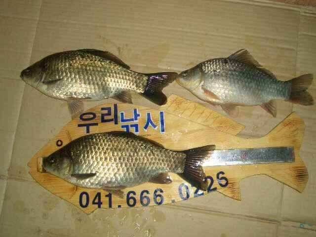 서태안 저수지 수로권 조황 붕어 구경하세요 (조황조행기 - 낚시점조황)