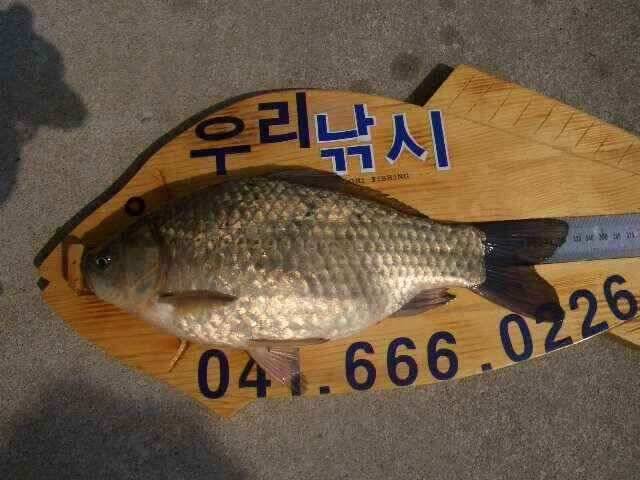 서태안 저수지 수로권 주말 조황 (조황조행기 - 낚시점조황)