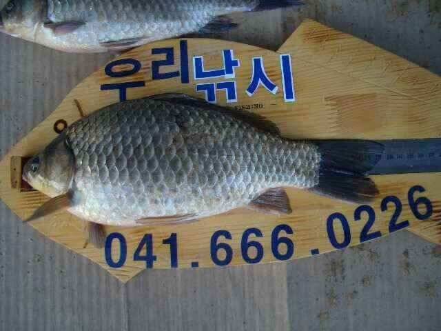 서태안 저수지 수로권 주말 조황 (조황조행기 - 낚시점조황)