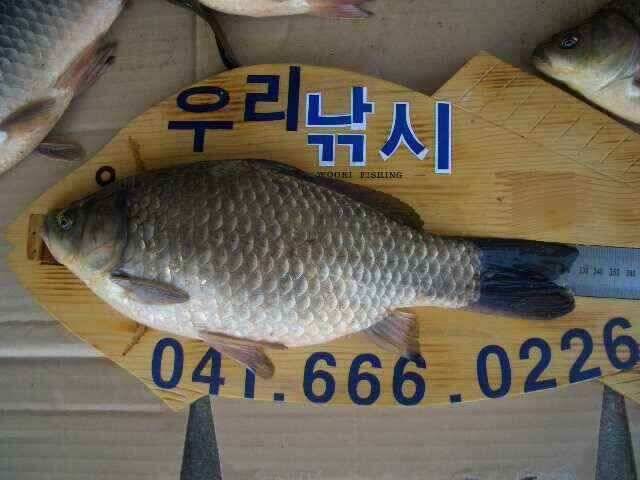 서태안 저수지 수로권 조황 붕어 구경하세요 (조황조행기 - 낚시점조황)