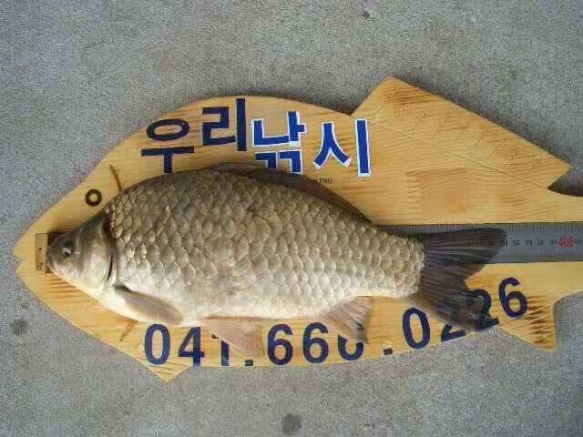 서태안 저수지 수로권 조황 붕어 구경하세요 (조황조행기 - 낚시점조황)