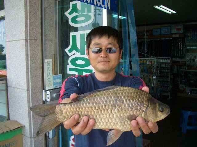 서태안 저수지 수로권 조황 붕어 구경하세요 (조황조행기 - 낚시점조황)