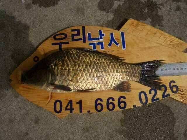 서태안권 주말 조황 주중 출조시 참고하세요 (조황조행기 - 낚시점조황)