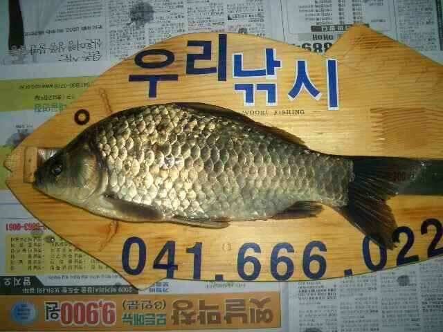 서태안권 저수지 수로권 평일 조황 (조황조행기 - 낚시점조황)