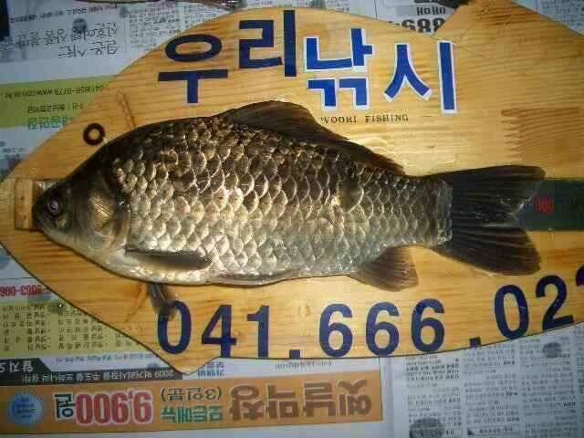 서태안권 저수지 수로권 평일 조황 (조황조행기 - 낚시점조황)