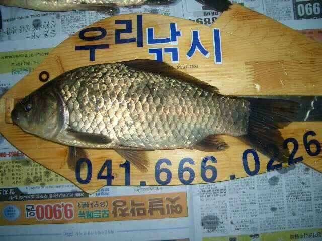 서태안권 저수지 수로권 평일 조황 (조황조행기 - 낚시점조황)