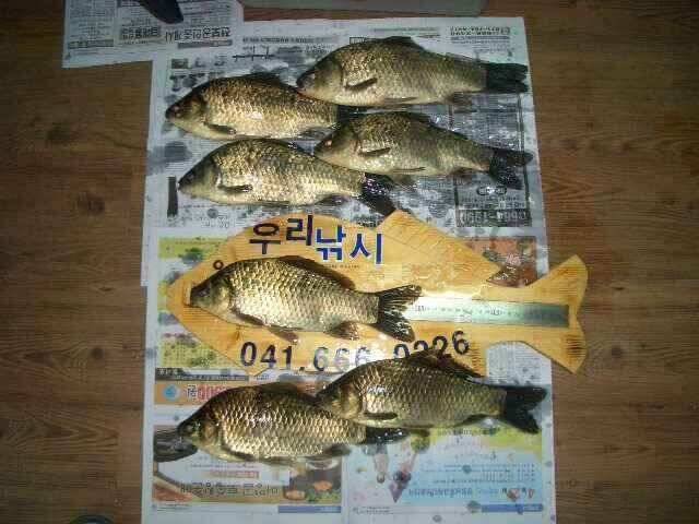서태안권 저수지 수로권 평일 조황 (조황조행기 - 낚시점조황)