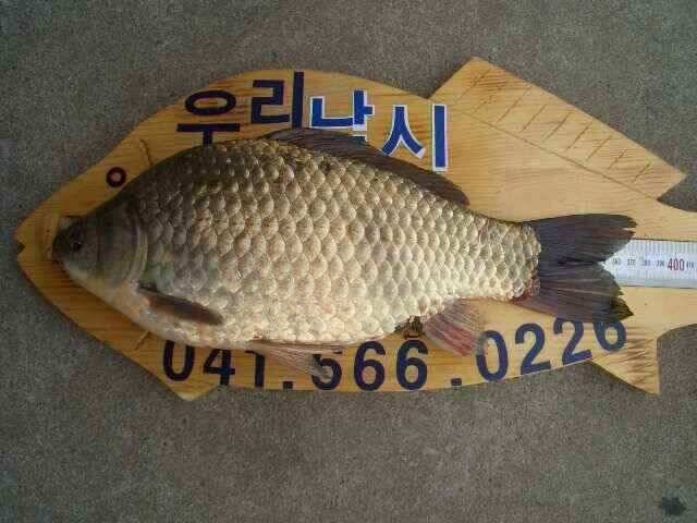 서태안 저수지 수로권 조황 붕어 구경하세요 (조황조행기 - 낚시점조황)