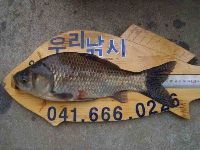 서태안 저수지 수로권 조황 붕어 구경하세요 (조황조행기 - 낚시점조황)