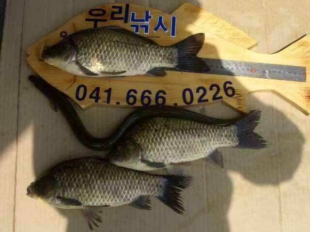 서태안 저수지 수로권 조황 붕어 구경하세요 (조황조행기 - 낚시점조황)