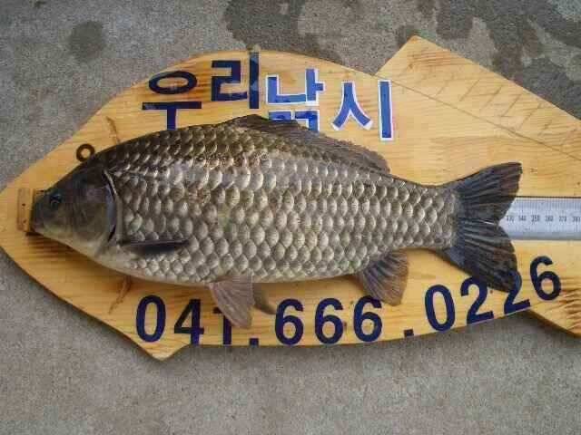 서태안 저수지 수로권 주말 조황 (조황조행기 - 낚시점조황)