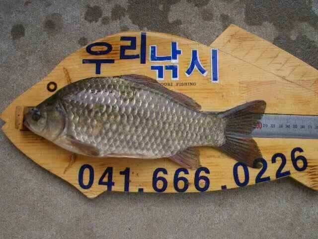 서태안 저수지 수로권 주말 조황 (조황조행기 - 낚시점조황)