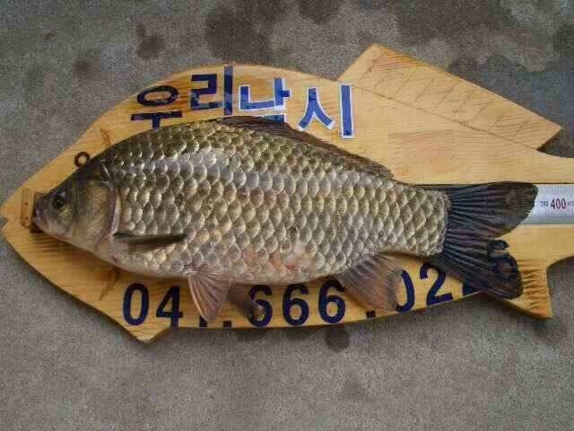 서태안 저수지 수로권 주말 조황 (조황조행기 - 낚시점조황)