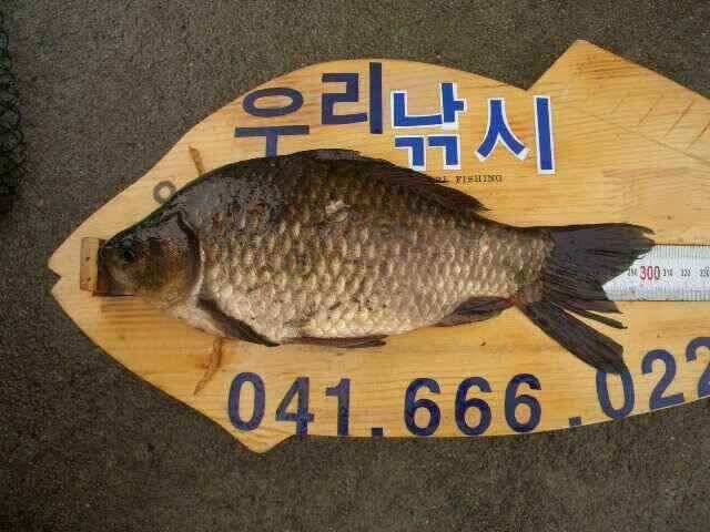 서태안 저수지 수로권 평일 조황 (조황조행기 - 낚시점조황)