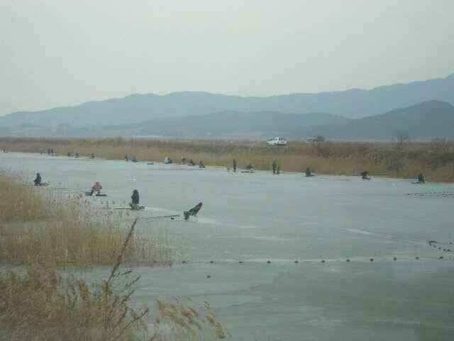 서태안 수로권 1월 30일 31일 민물조황 (조황조행기 - 낚시점조황)