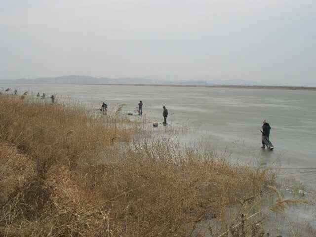 서태안 수로권 1월 30일 31일 민물조황 (조황조행기 - 낚시점조황)