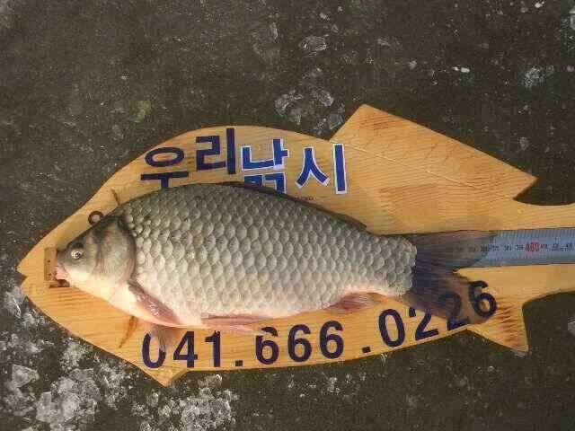 서태안 수로권 1월 30일 31일 민물조황 (조황조행기 - 낚시점조황)