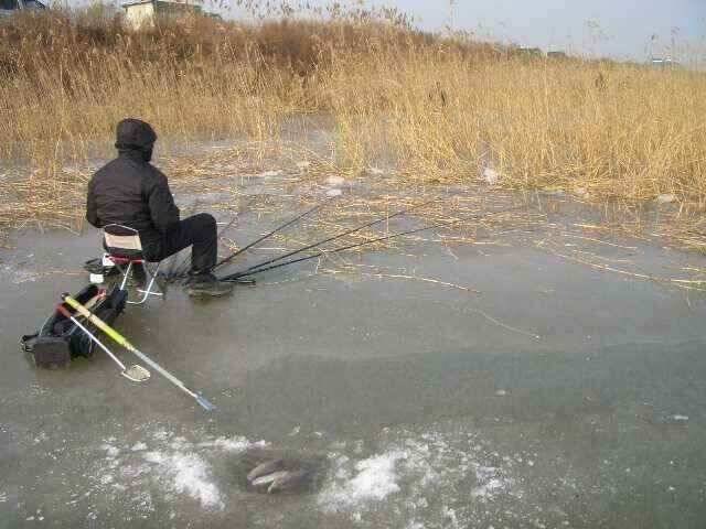 서태안 수로권 1월 30일 31일 민물조황 (조황조행기 - 낚시점조황)