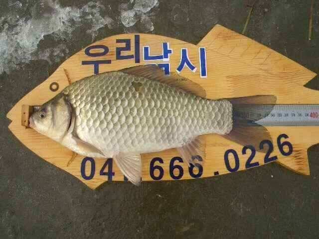 서태안 수로권 1월 30일 31일 민물조황 (조황조행기 - 낚시점조황)