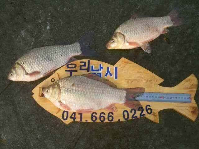 서태안 수로권 1월 30일 31일 민물조황 (조황조행기 - 낚시점조황)