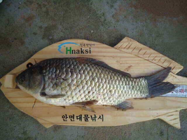 부남호 수위가 엄청나게 불었습니다 (조황조행기 - 낚시점조황)