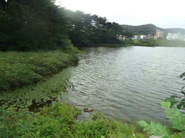 안면도권 저수지 및 수로 수위 상황 안내 (조황조행기 - 낚시점조황)