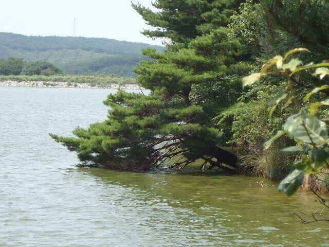 삼복더위에 붕어도 조사님도 모두 지쳤나 봅니다 (조황조행기 - 낚시점조황)