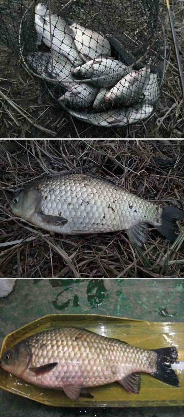 오전시간대보다 오후에 입질이 많네요 (조황조행기 - 낚시점조황)
