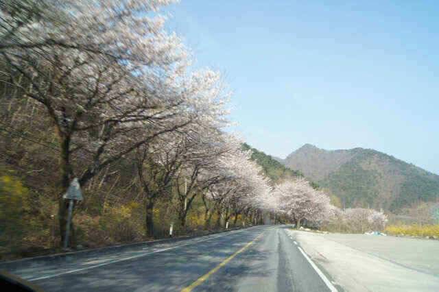충주호 노지조항정보 (조황조행기 - 낚시점조황)