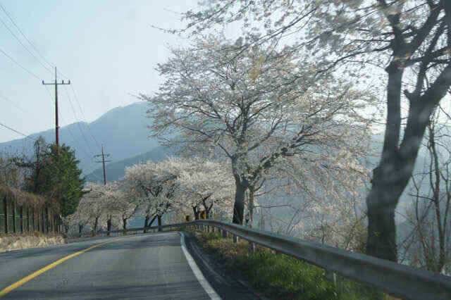 충주호 노지조항정보 (조황조행기 - 낚시점조황)