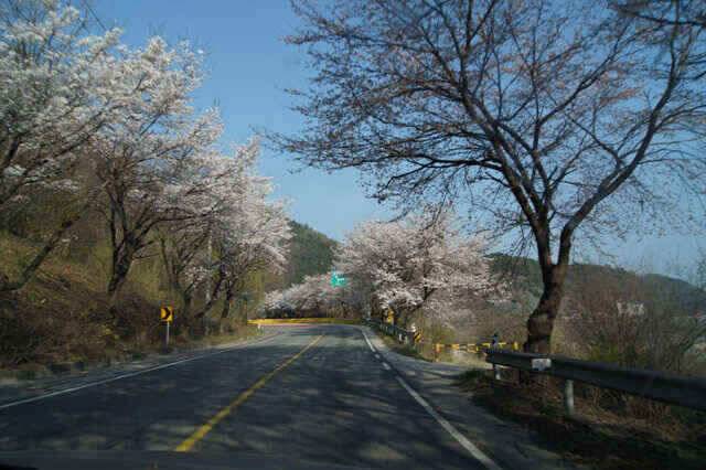 충주호 노지조항정보 (조황조행기 - 낚시점조황)