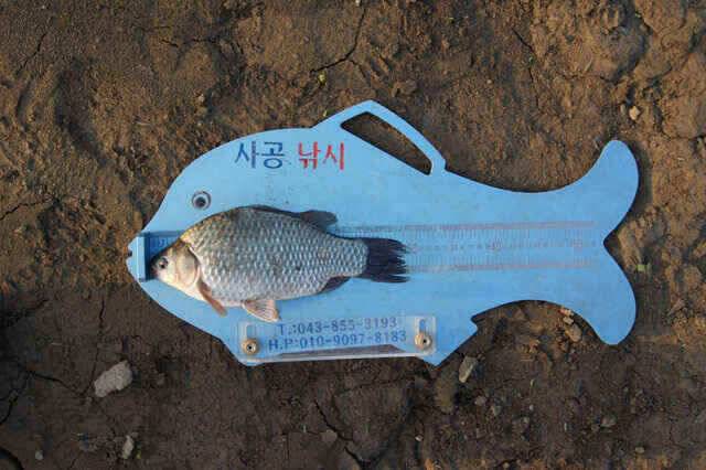 충주호 노지조항정보 (조황조행기 - 낚시점조황)