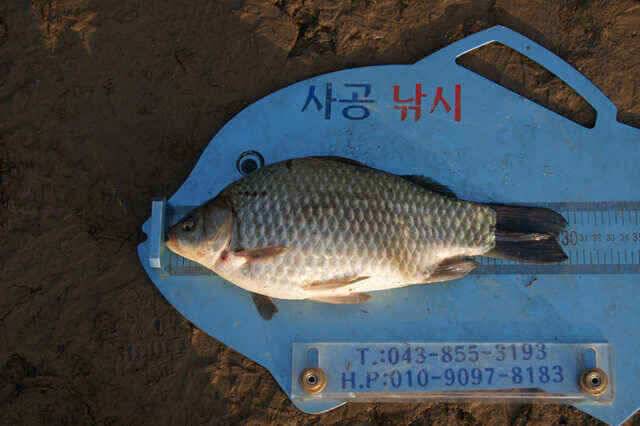 충주호 노지조항정보 (조황조행기 - 낚시점조황)