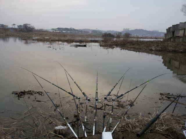 서태안권안면도권 참고하세요스마트 조황 (조황조행기 - 낚시점조황)