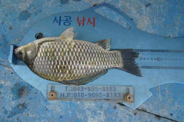 이번오름수위 대물들 오늘일까 내일일까 (조황조행기 - 낚시점조황)