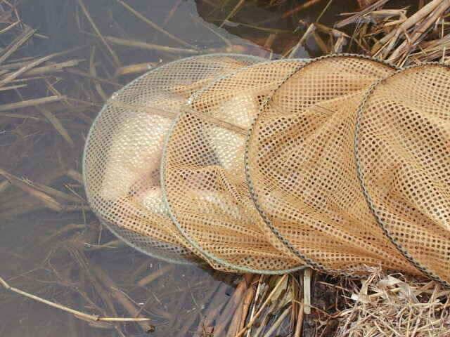 잠홍지 스마트조황 (조황조행기 - 낚시점조황)