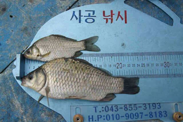 제일낚시 찌맛 연논리김기호낚시터 월척보기 (조황조행기 - 낚시점조황)