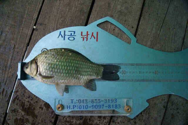 김기호낚시터 꾸준한 월척급같은 준척들 (조황조행기 - 낚시점조황)