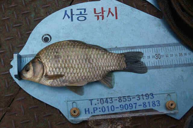 김기호낚시터 꾸준한 월척급같은 준척들 (조황조행기 - 낚시점조황)