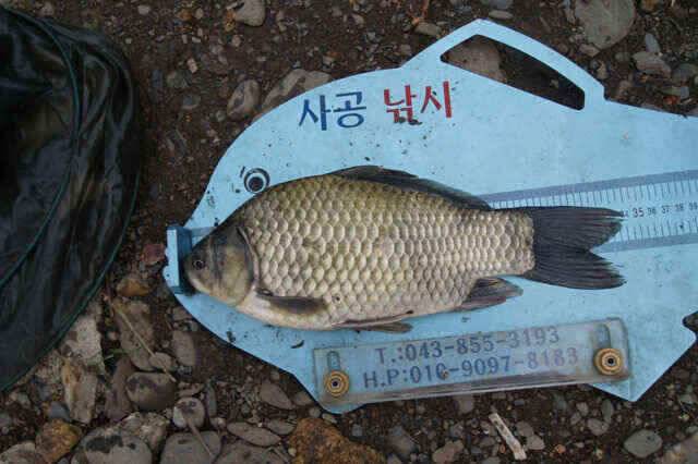 충주호 제일낚시 꾸준한 월척과 노지대물붕어소식입니다 (조황조행기 - 낚시점조황)