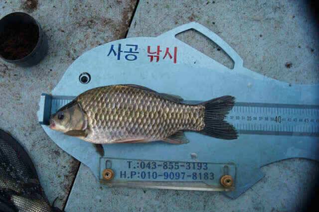 충주호 제일낚시 꾸준한 월척과 노지대물붕어소식입니다 (조황조행기 - 낚시점조황)