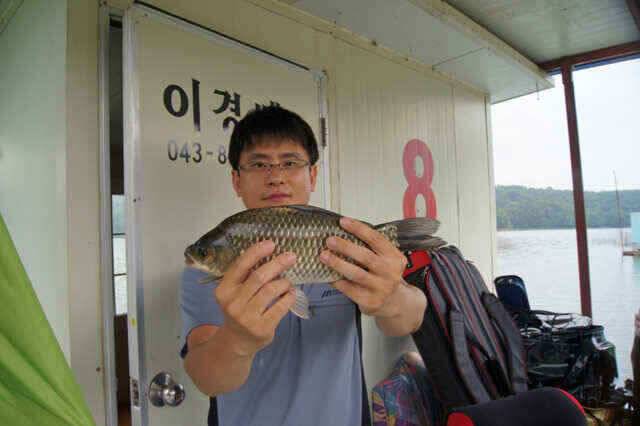 충주호 제일낚시 꾸준한 월척과 노지대물붕어소식입니다 (조황조행기 - 낚시점조황)