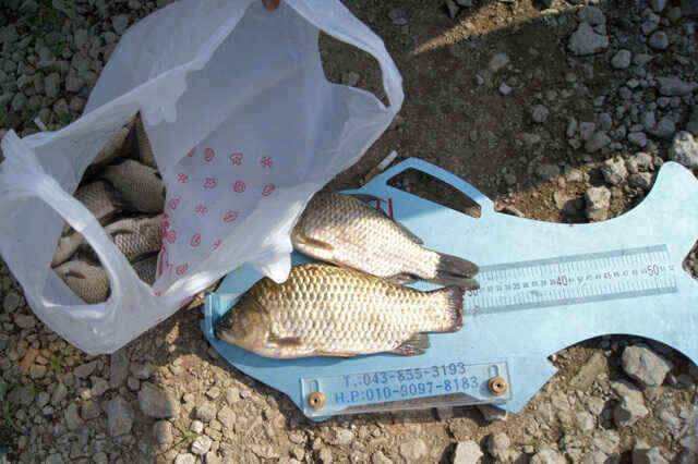 서서히 가을낚시 시작되려나 (조황조행기 - 낚시점조황)