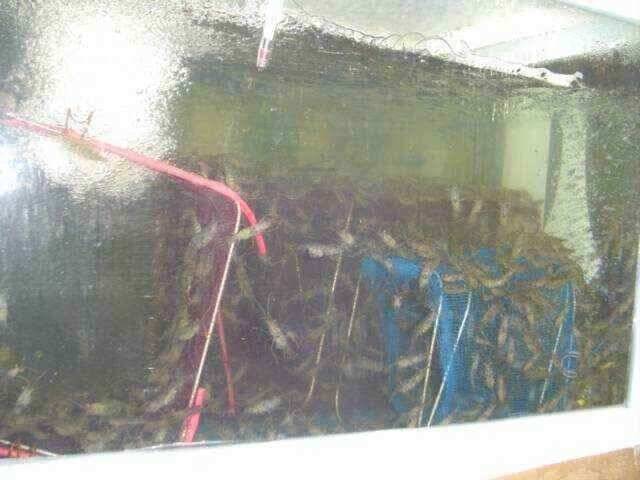 악재 배수기를 이기자 (조황조행기 - 낚시점조황)