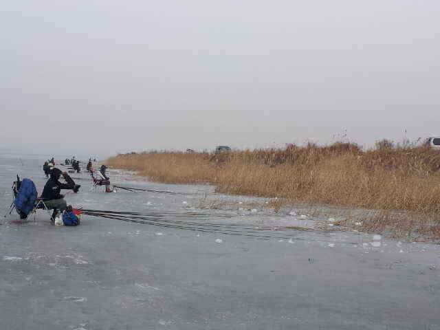 천수만 얼음낚시 조황 출조시참고하세요 (조황조행기 - 낚시점조황)