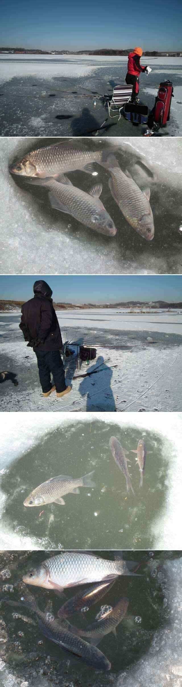 2012년12월12일 아산 쌍룡지 첫얼음낚시 입니다 (조황조행기 - 낚시점조황)